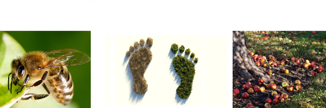 350_mit_füßen_ver3